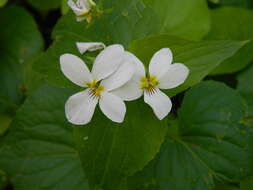 Imagem de Viola canadensis var. rugulosa (Greene) C. L. Hitchc.