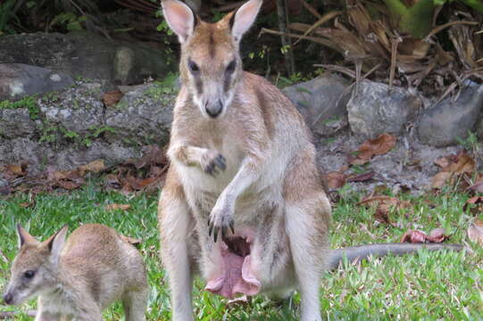 Image of Agile Wallaby