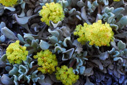 Image of Jaynes Canyon buckwheat