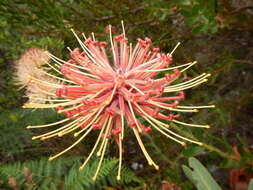 Plancia ëd <i>Leucospermum <i>tottum</i></i> var. tottum