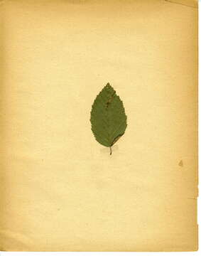 Image of Hornbeam Slender