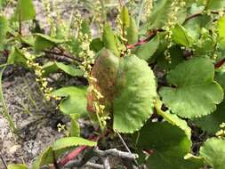 Image of Muehlenbeckia adpressa (Labill.) Meisn.