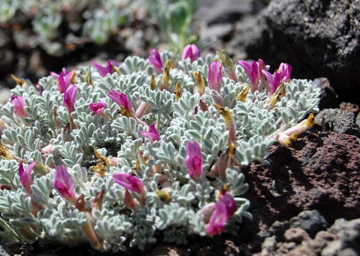 Image of woollypod milkvetch