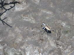 Image of White-cloaked Tiger Beetle