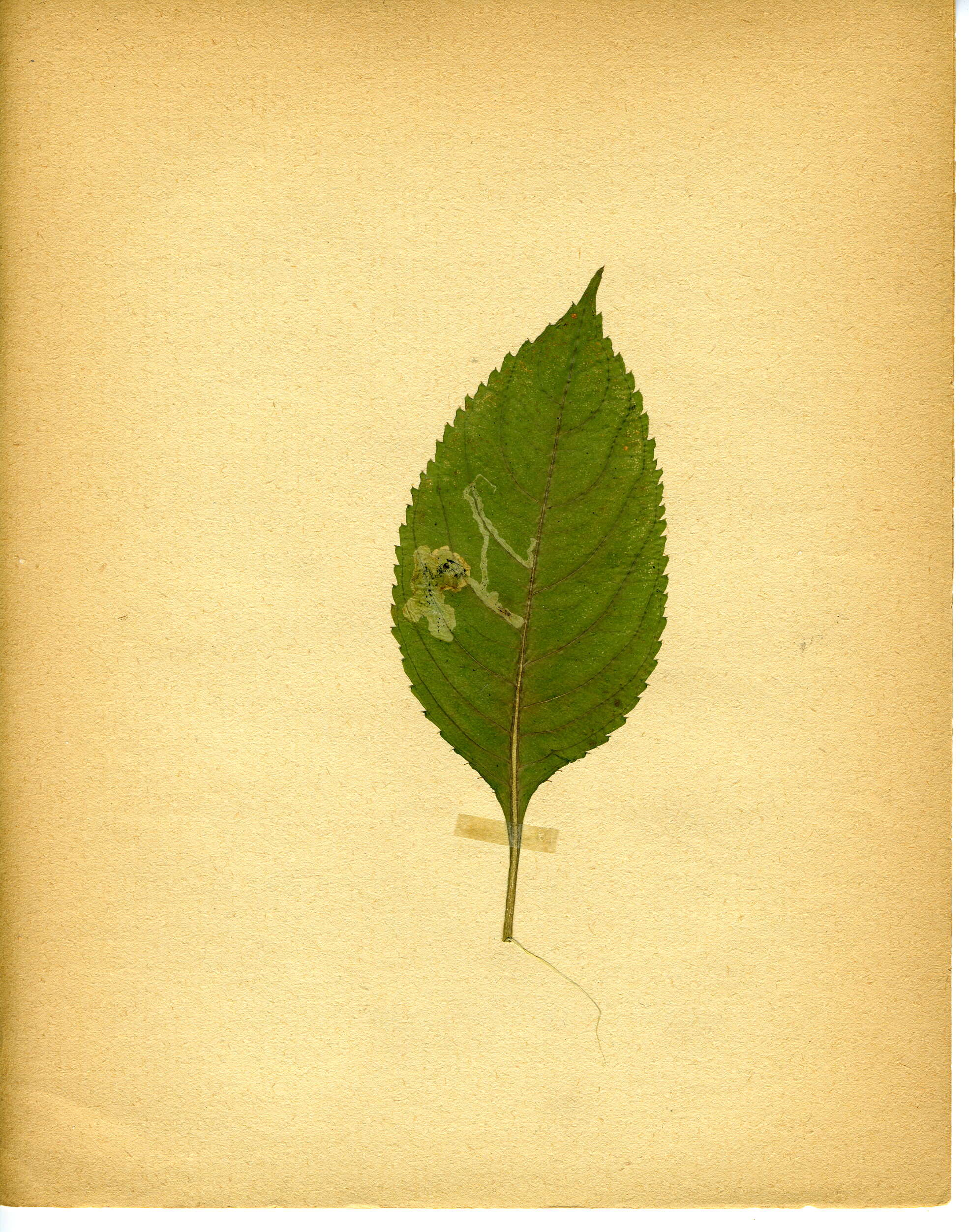 Image of small balsam