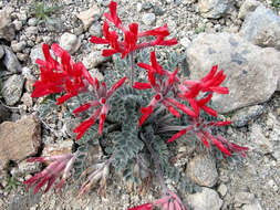 Image of scarlet milkvetch