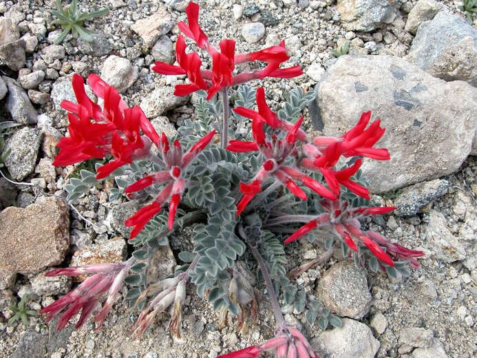 Image of scarlet milkvetch