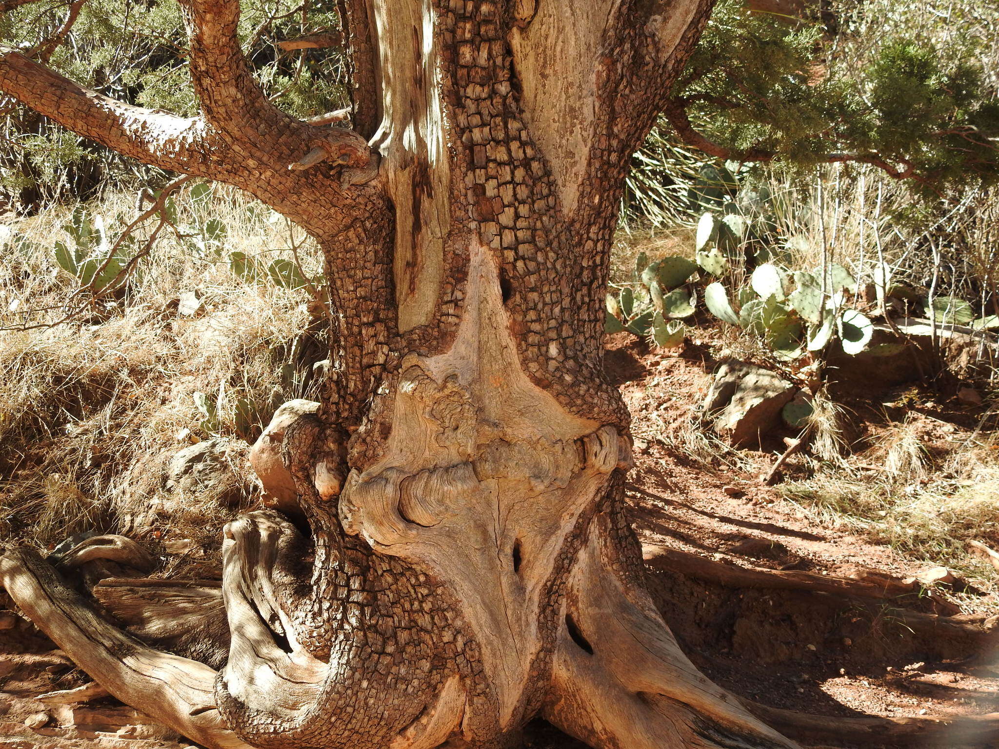 Juniperus deppeana Steud. resmi