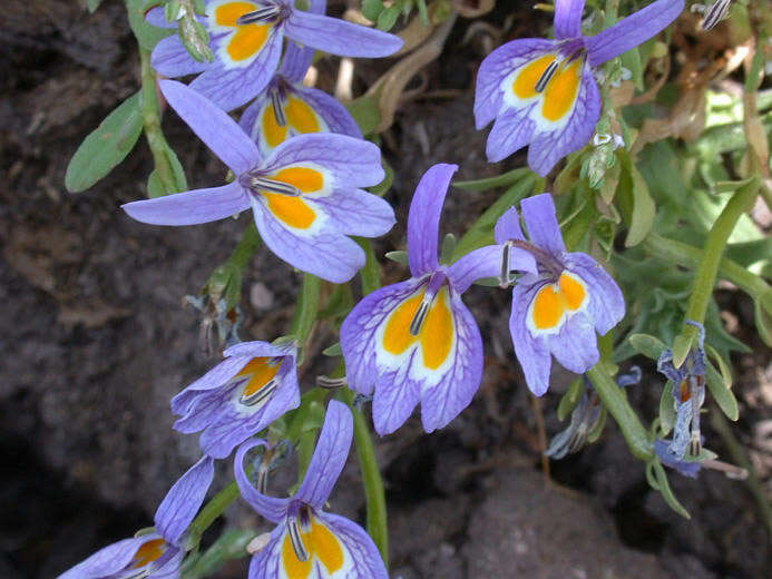 Image of Bach's calicoflower