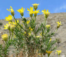 Plancia ëd Ericameria linearifolia (DC.) L. E. Urbatsch & J. R. Wussow