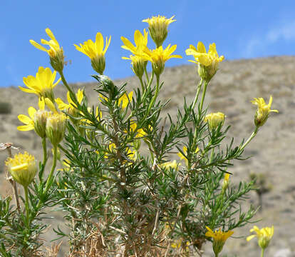 Image of narrowleaf goldenbush