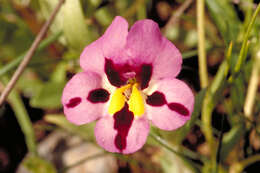 Plancia ëd Mimulus