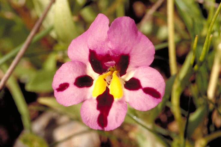 Image of Monkey Flower