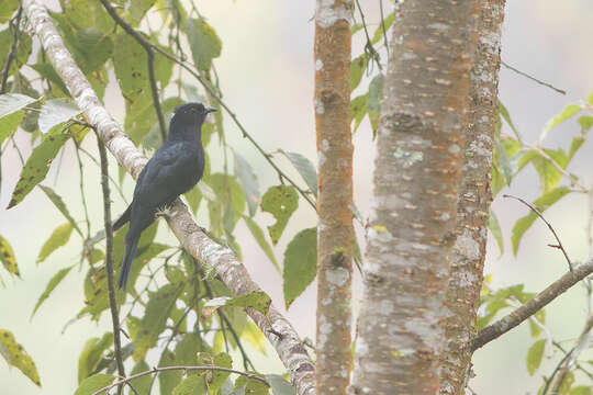 Image of Drongo Cuckoo