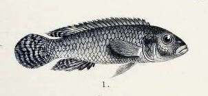 Image of Congochromis