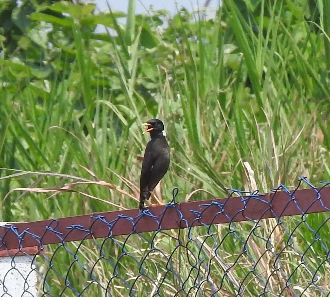 Image of Collared Myna