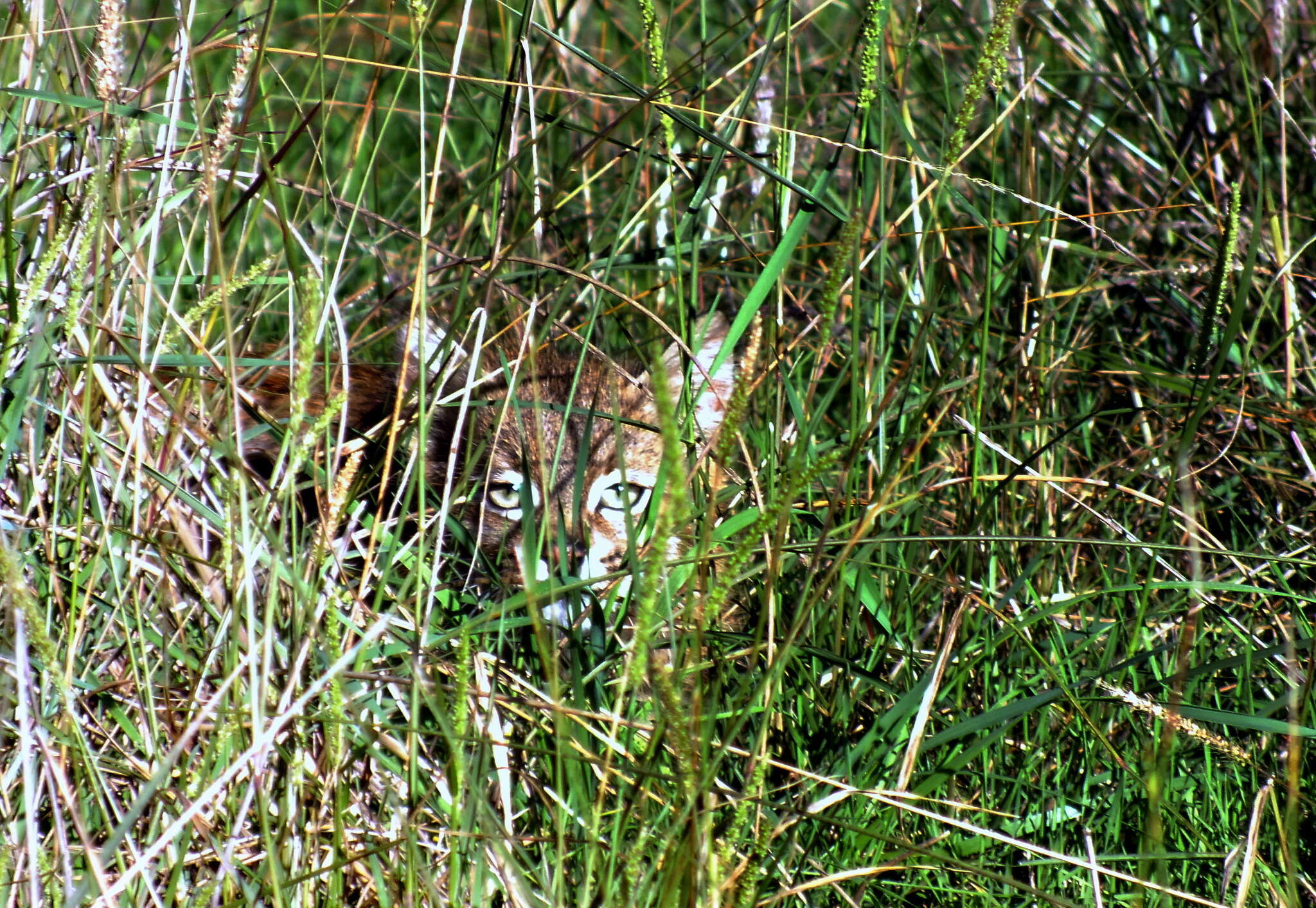 Image of Pampas cat