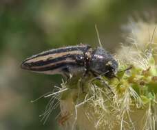 Слика од Acmaeodera pubiventris Horn 1878