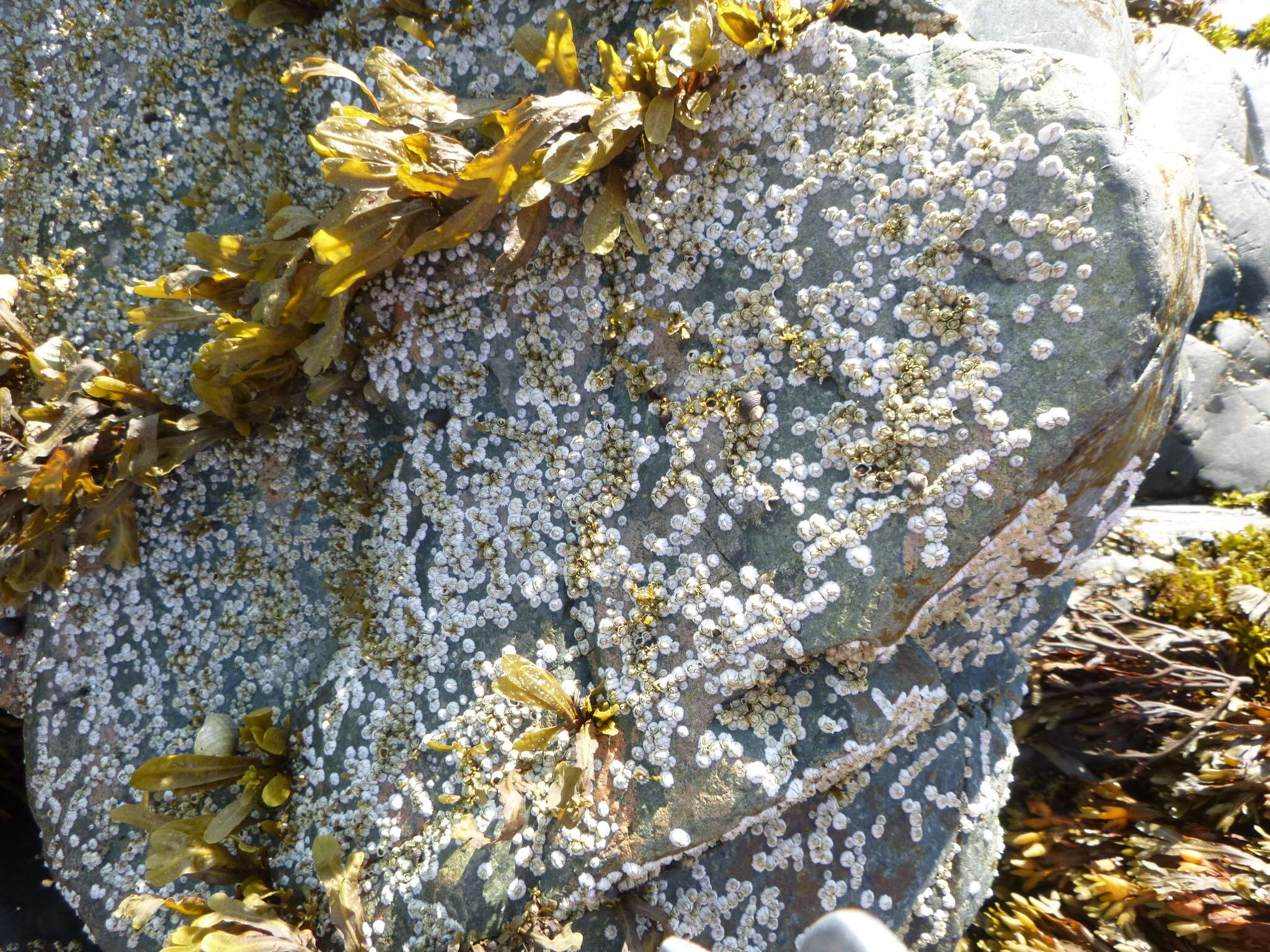 Image of Acorn barnacle