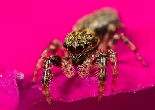 Image of jumping spiders