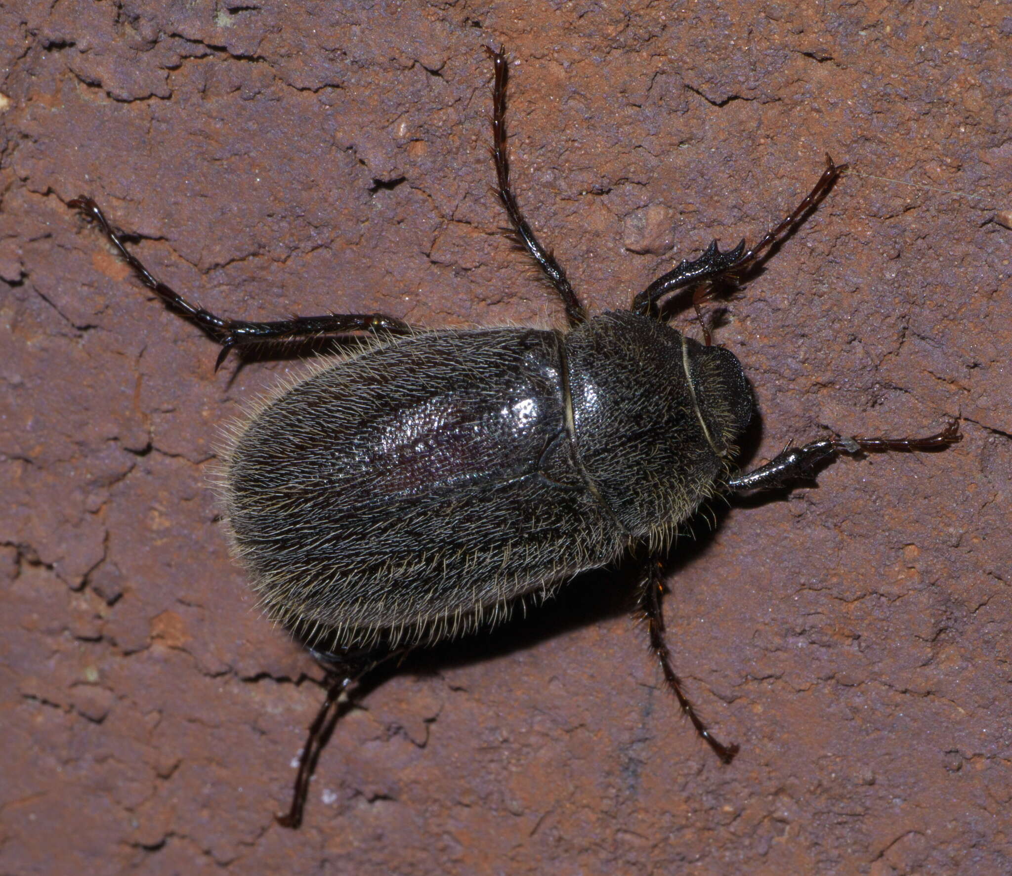 Image of Phyllophaga (Phyllophaga) crenulata (Frolich 1792)