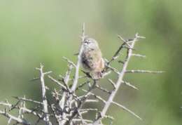 Image of Cape Penduline Tit