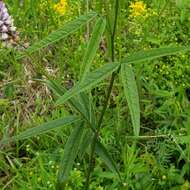 Image of Sampson's-Snakeroot