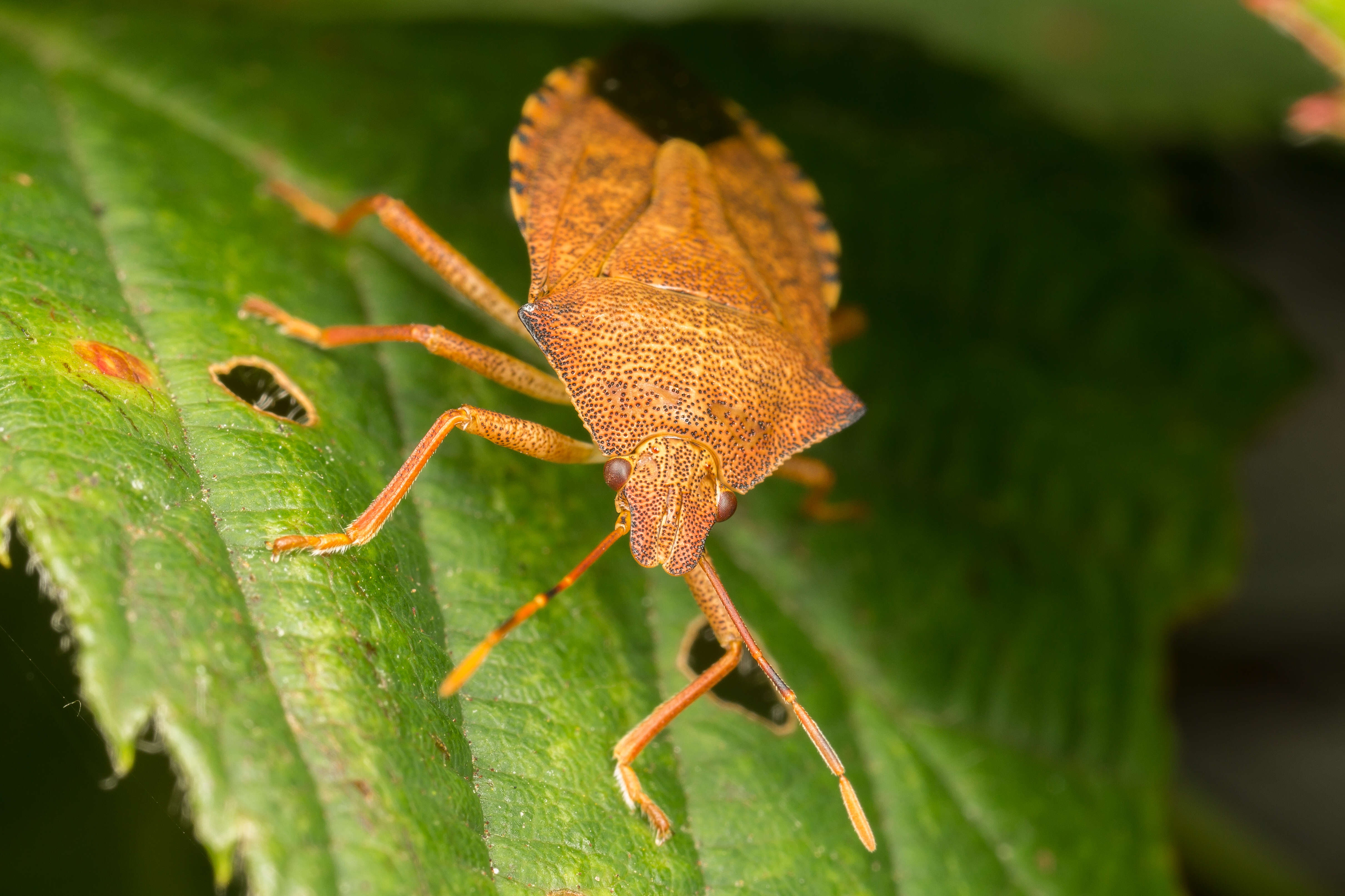 Image of stink bugs