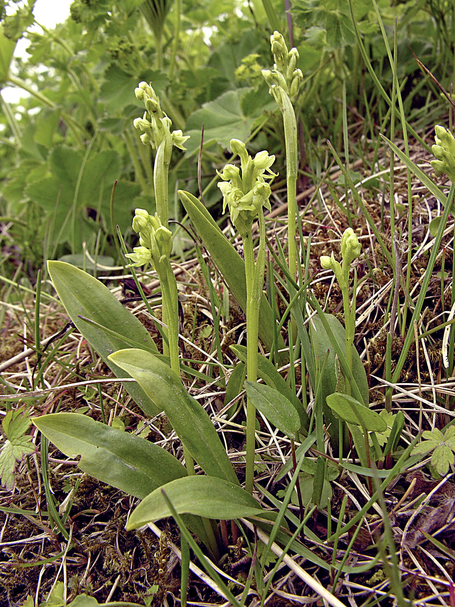 Image of bluntleaved orchid