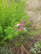 Image de Syncolostemon transvaalensis (Schltr.) D. F. Otieno