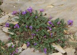 Image of Oxytropis neglecta Ten.