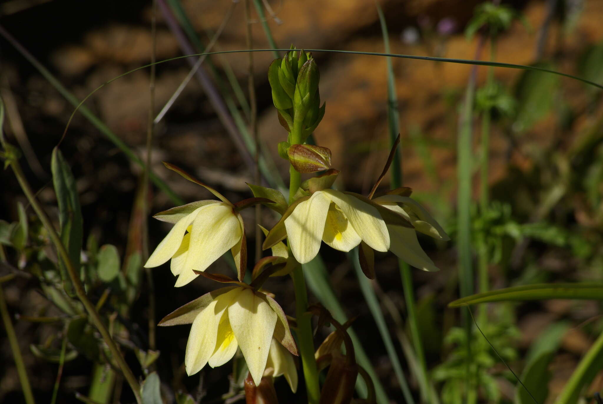 Sivun Eulophia ovalis var. bainesii (Rolfe) P. J. Cribb & la Croix kuva