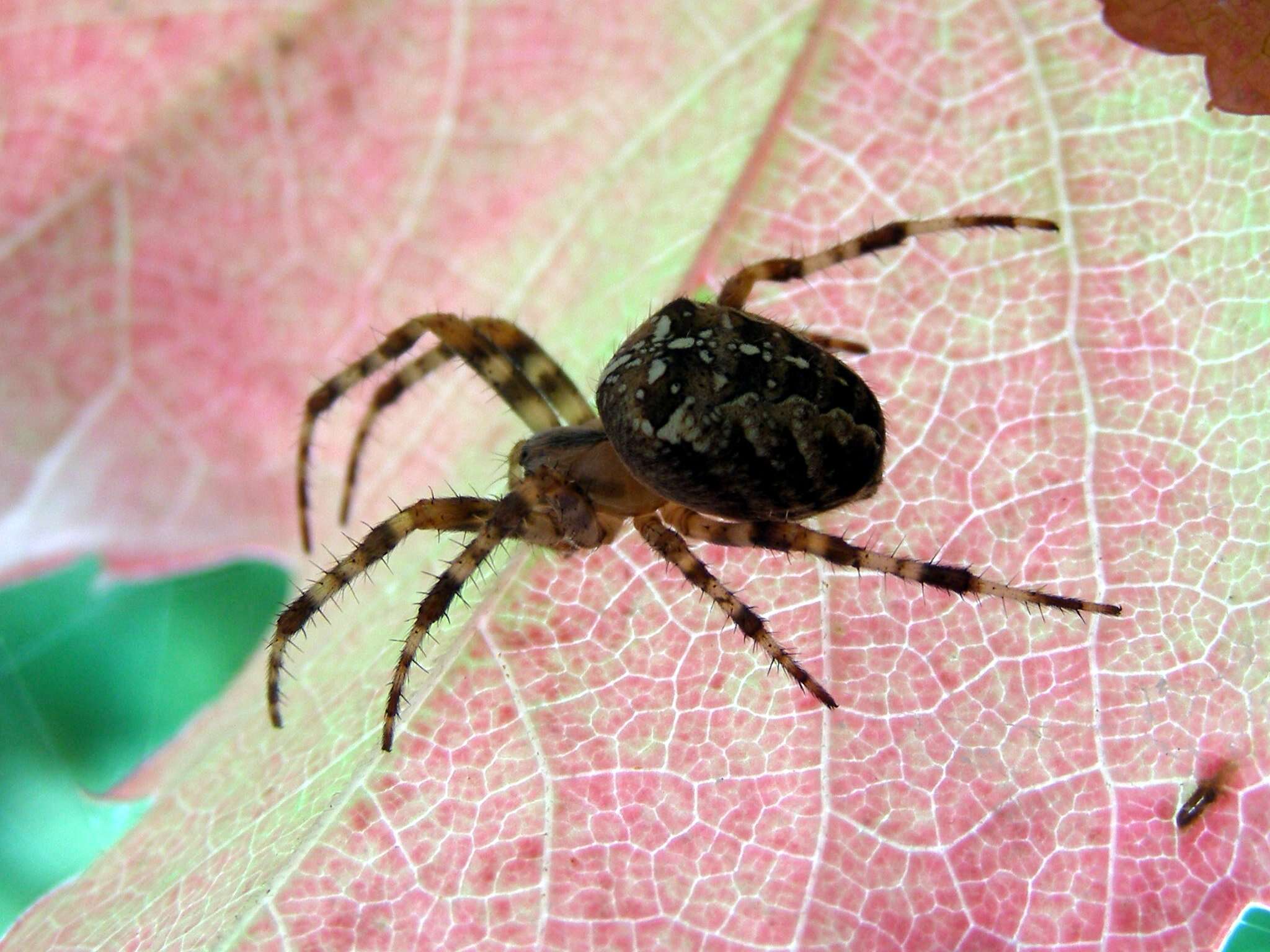 Image of Garden spider