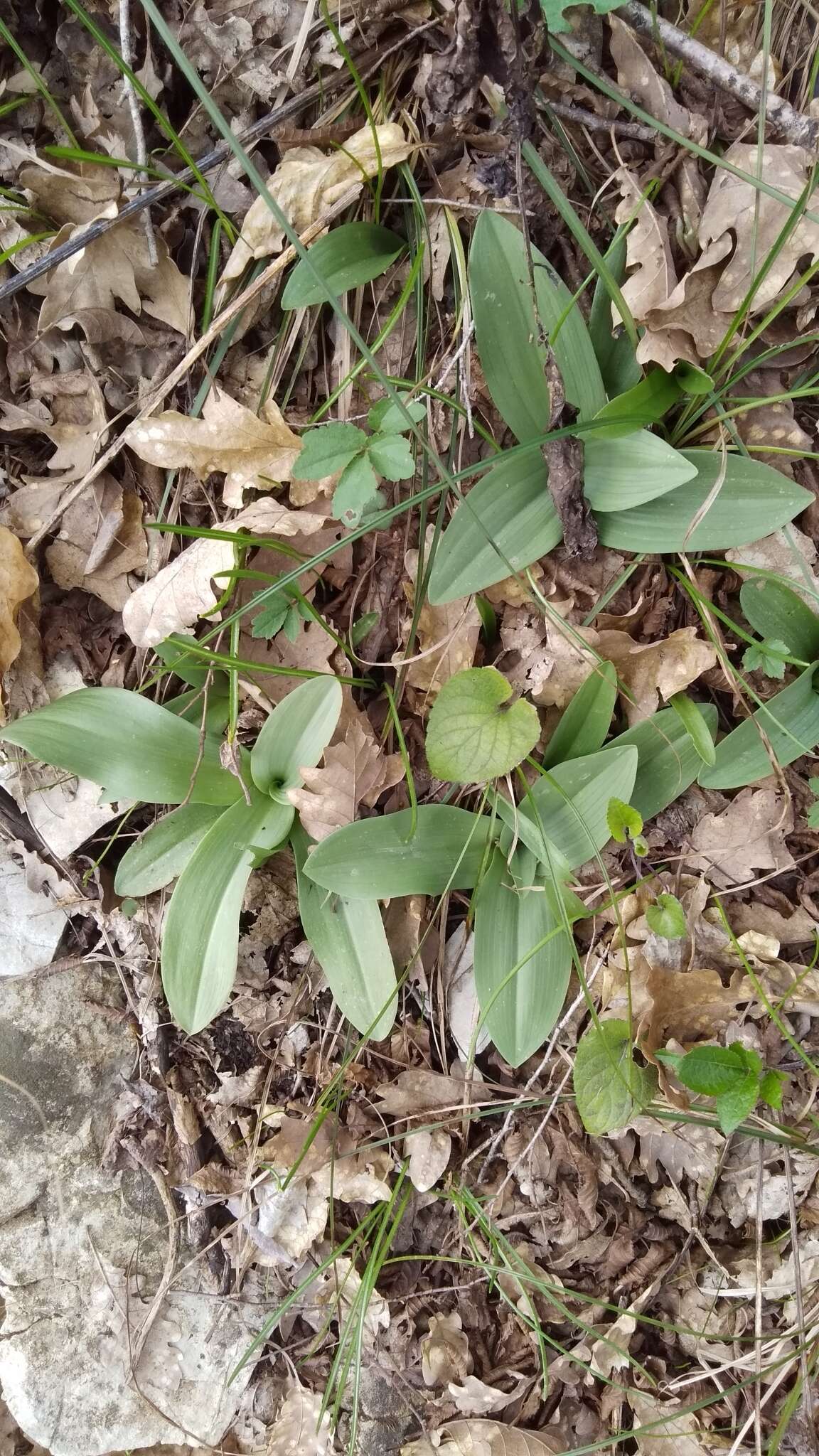 Image of Small-dotted Orchis