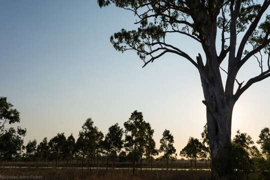 Image of forest redgum