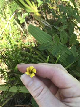 Image of Atlantic St. John's-Wort