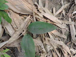 Image of Smilax ocreata A. DC.