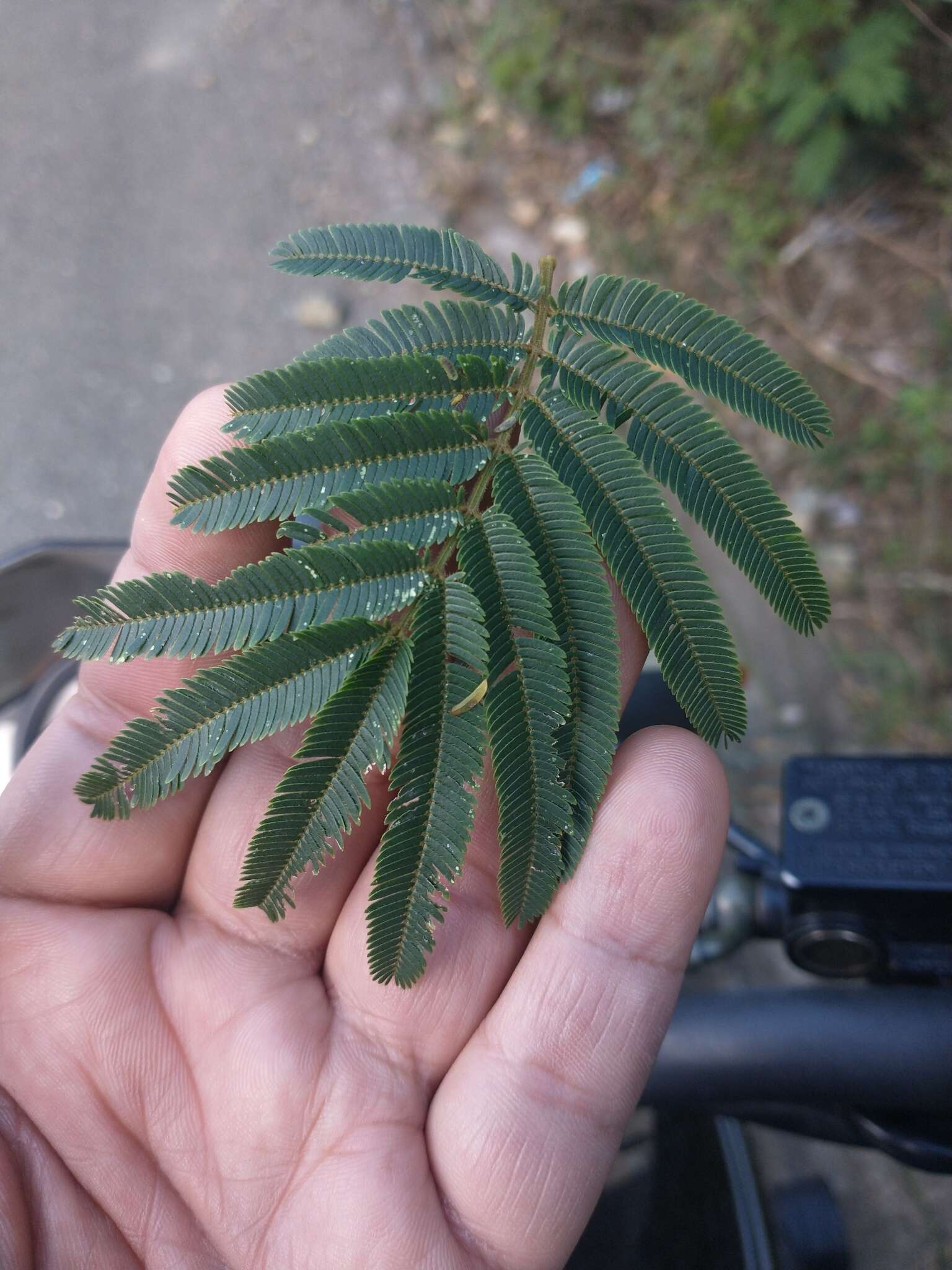 Image of Calliandra pittieri Standl.