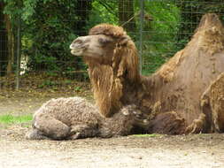 Image of Bactrian camel