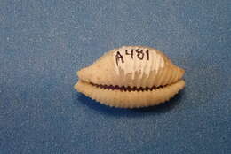 Image of Kernel cowry