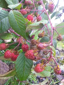 Image of Andes berry