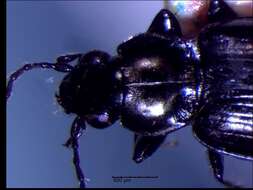 Imagem de Bembidion (Plataphus) occultator Notman 1920