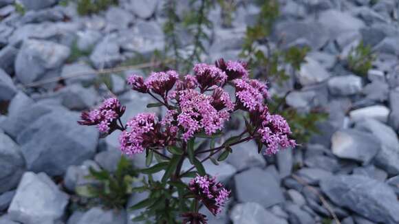 Image of Stevia pilosa Lag.