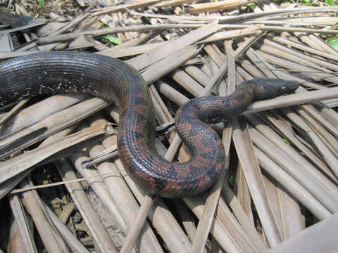 Image of Solomon Island Ground boa