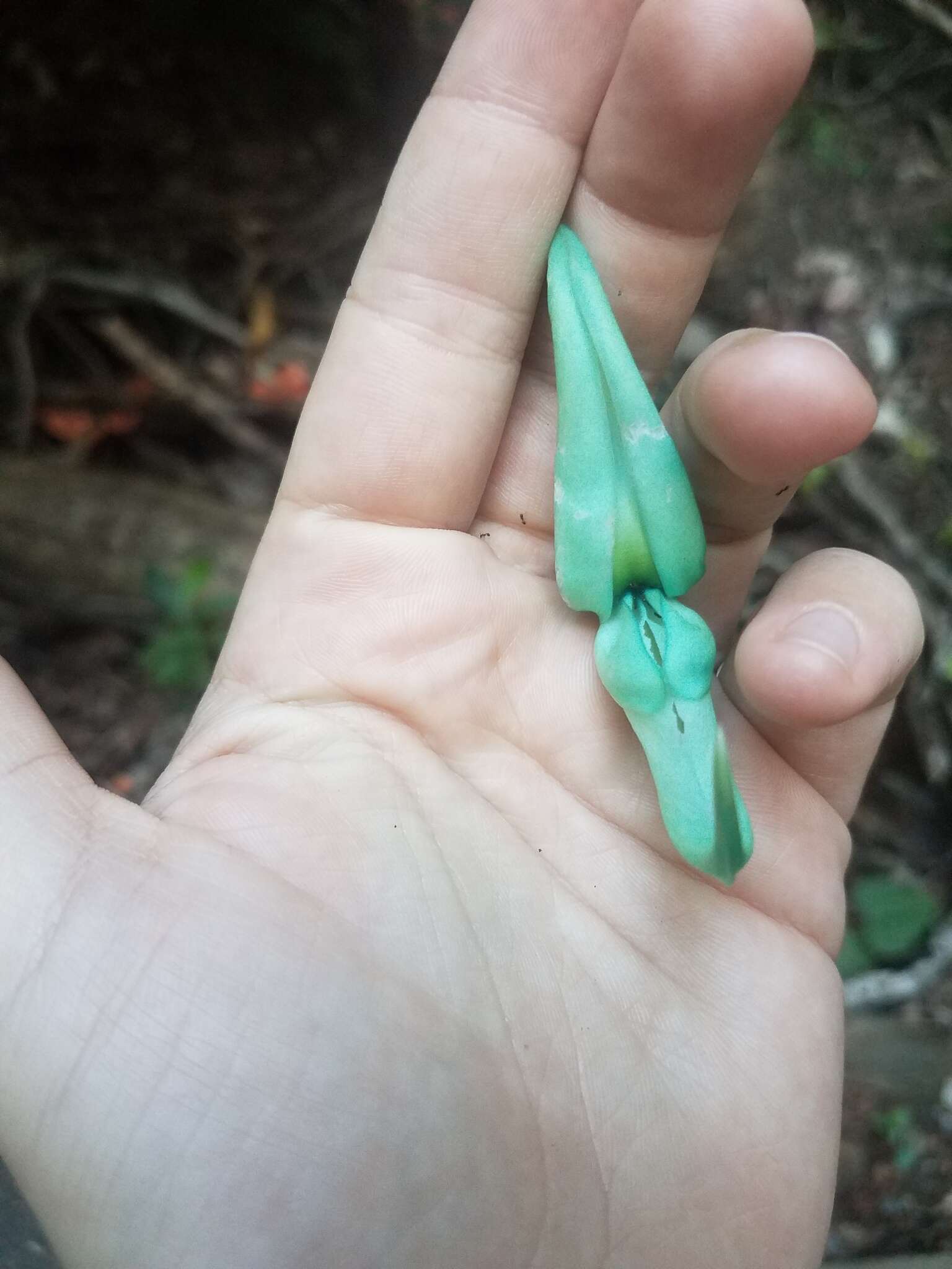 Image of Jade Vine