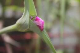 Слика од Tradescantia hirta D. R. Hunt