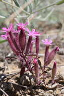 Imagem de Saponaria prostrata Willd.