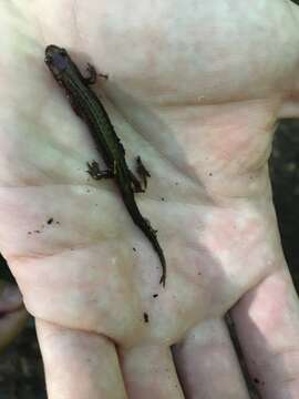 Image of Allegheny Mountain Dusky Salamander