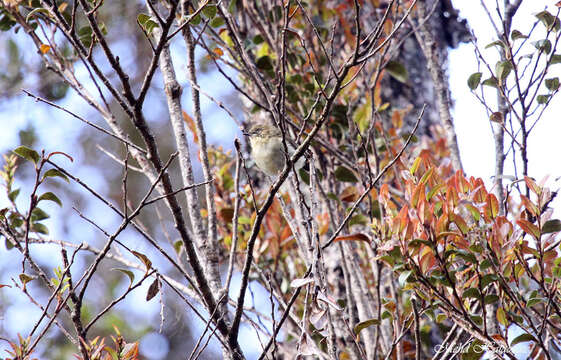 Image of New Guinea Thornbill