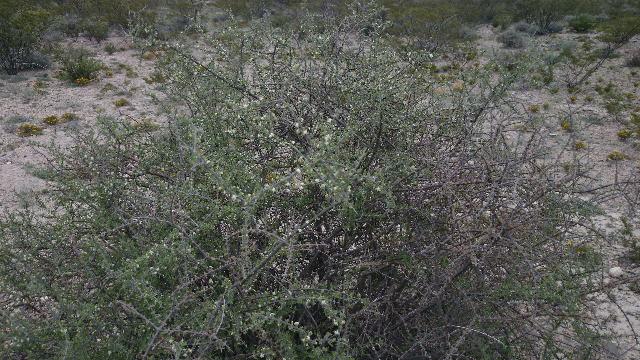 Imagem de Citharexylum brachyanthum (A. Gray ex Hemsl.) A. Gray